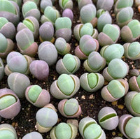 Rare mixed gibbaeum samen for collectors
