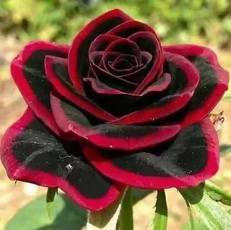 Rare gray rot rose samen for anpflanzung