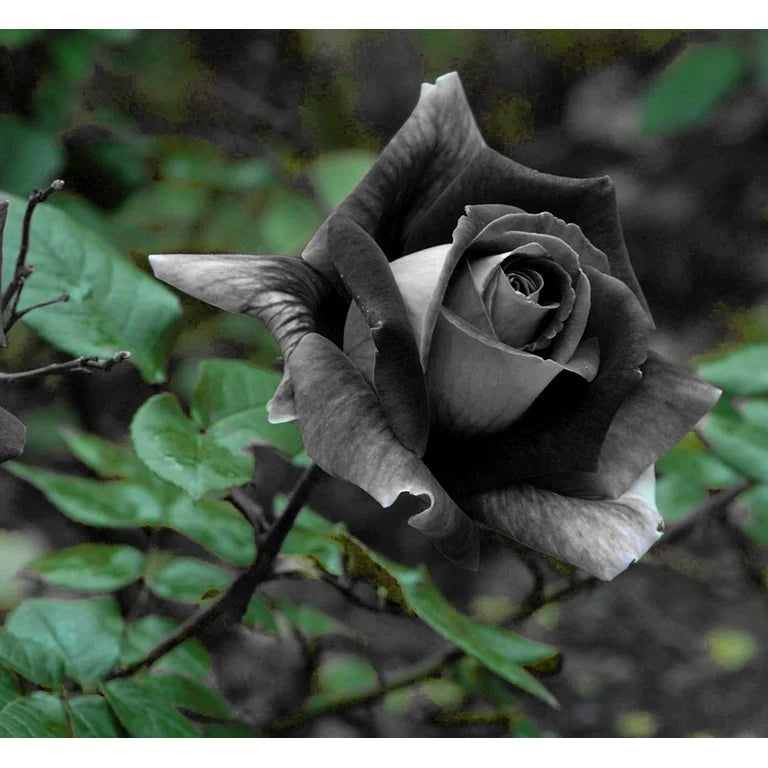 Rare gray rose samen for anpflanzung