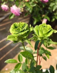 Rare grün roses for unique garten displays