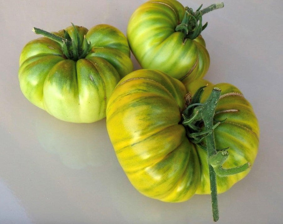 Rare grüne tomatoes wachsend on pflanze