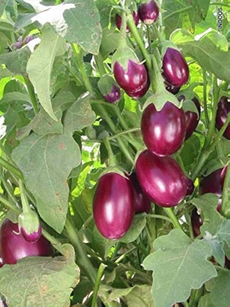 Rare melon eggplant samen für aussaat