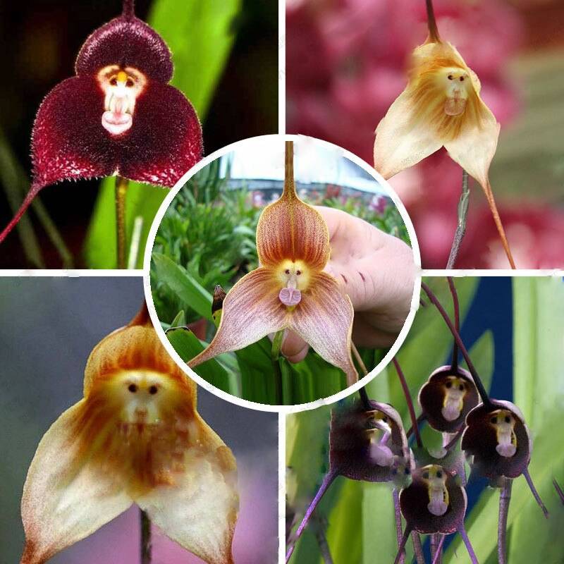 Monkey orchids blume samen for anpflanzung pollinator friendly heirloom & gmo free samen for home garten 
 
 sale for anpflanzung in home garten