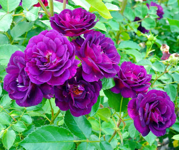 Rare lila rose blume samen for premium anpflanzung
