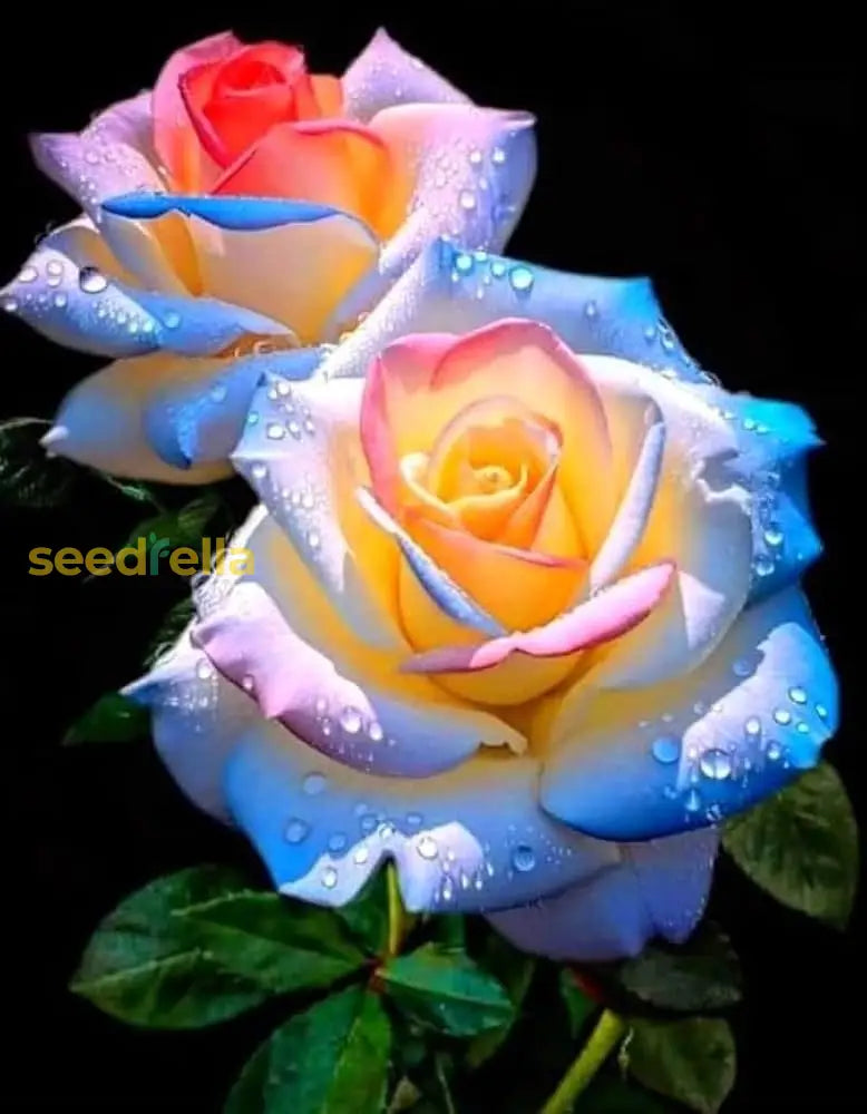 Rare rose blume samen for anpflanzung | unique garten blooms
