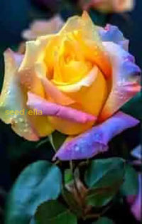 Rare rose blume samen for anpflanzung | unique garten blooms