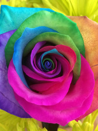 Rare and unique rose varieties grown from samen