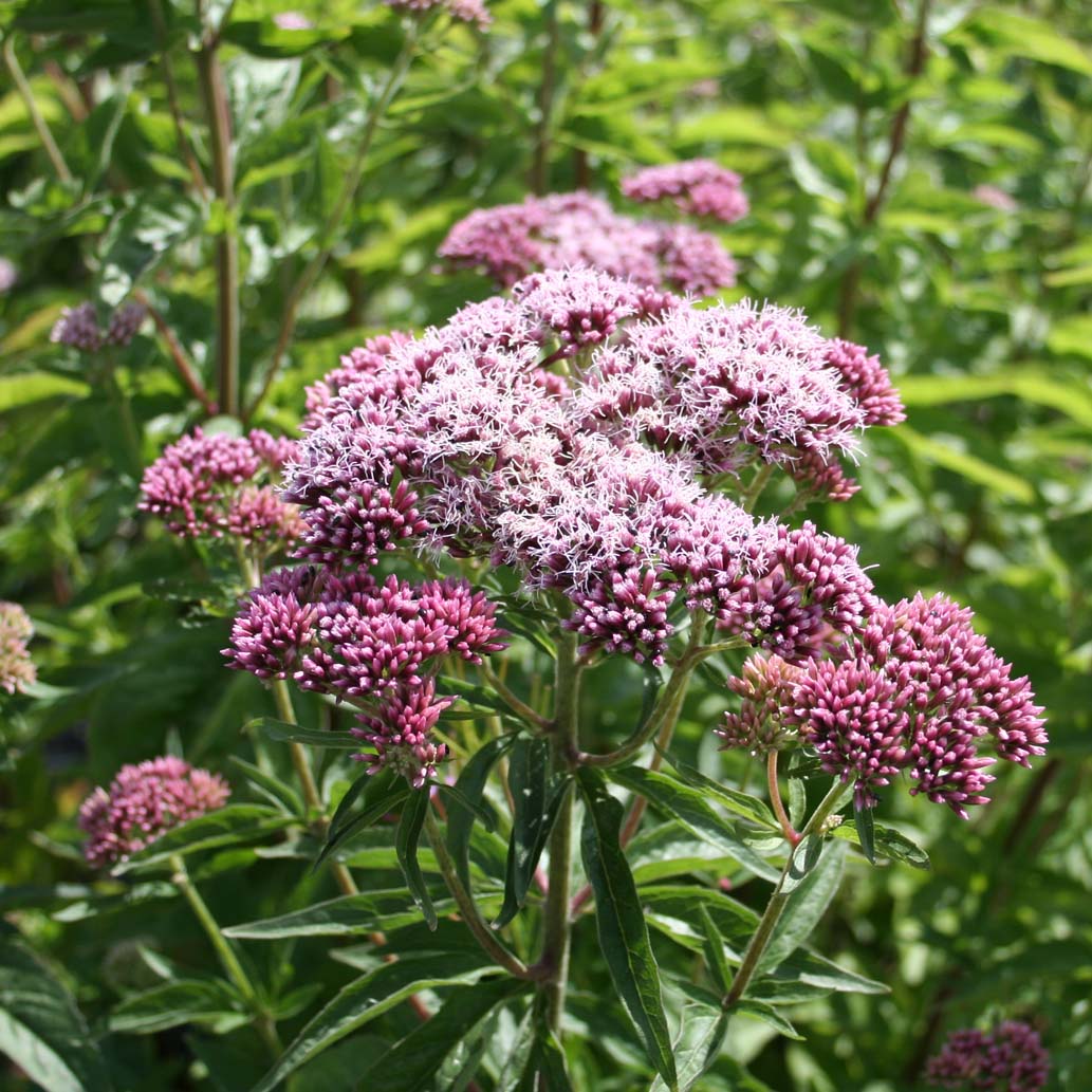 Pink and cream Blumen of Hemp Agrimony blooming in summer