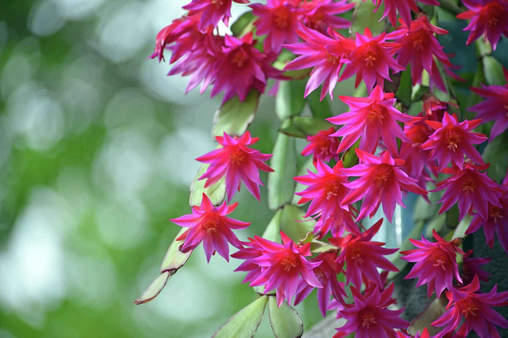 Pfirsichfarben Zygocactus Truncatus Blumensamen zur Aussaat – Anzucht – Traditionssorte & ohne Gentechnik Samen Hausgarten