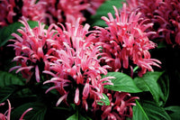 Rot Flamingoblume Blumensamen zur Aussaat – leuchtend – Traditionssorte & ohne Gentechnik Samen Hausgarten