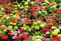 Gemischt Magellan Blumensamen zur Aussaat – Bestäuber freundlich – Traditionssorte & ohne Gentechnik Samen Hausgarten