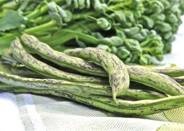 Green Schwarz Rattlesnake Bean Samen zum Pflanzen