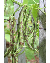 Green Schwarz Rattlesnake Bean Samen zum Pflanzen