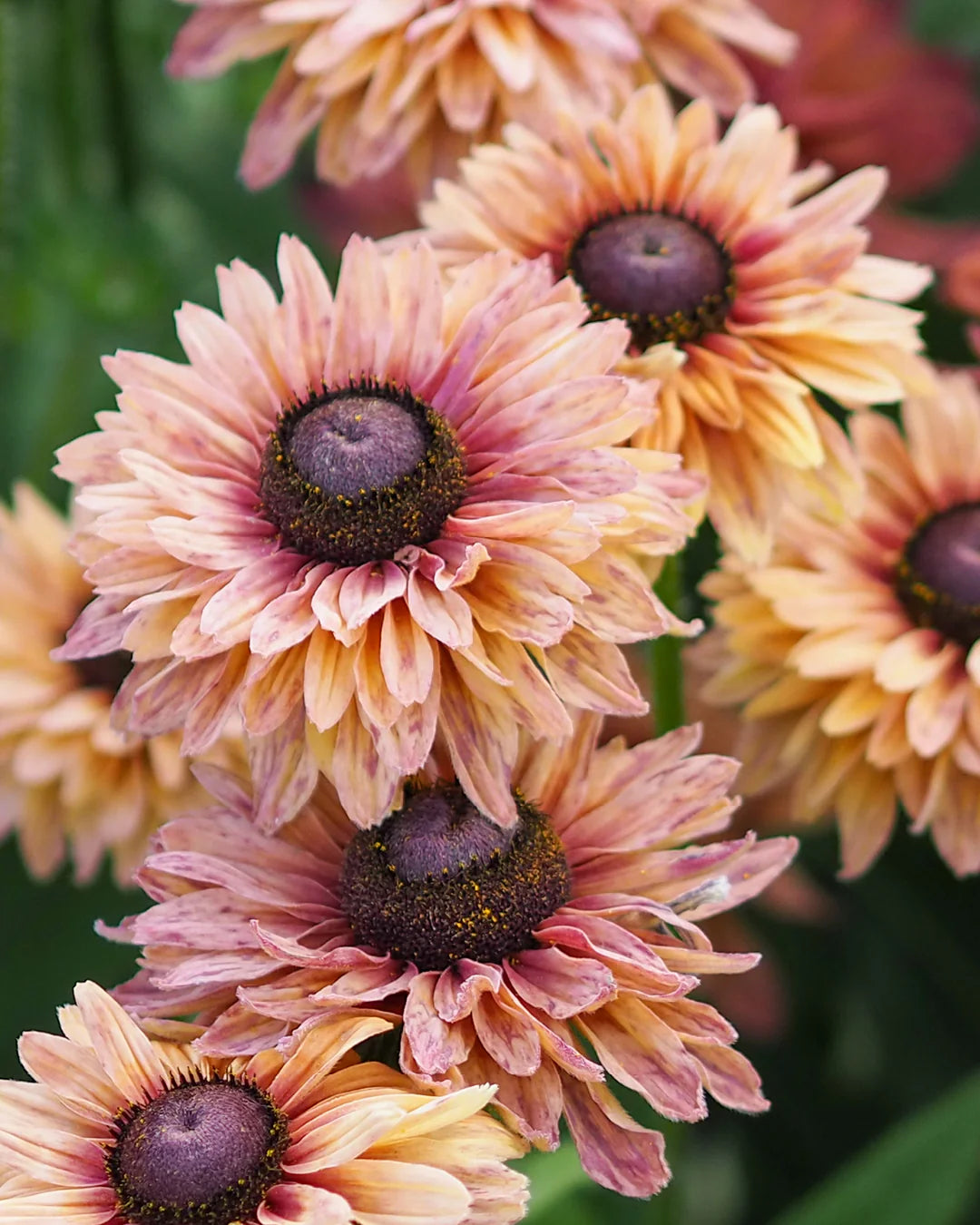 Sonnenhut Sahara Blumensamen leuchtend Garten Blüten