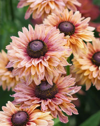 Sonnenhut Sahara Blumensamen leuchtend Garten Blüten