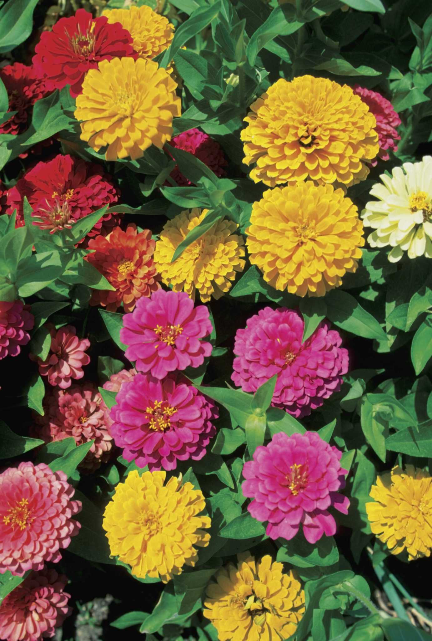Lila Gelb Zinnie Blumensamen zur Aussaat lang Blüte Saison Traditionssorte & ohne Gentechnik Samen Hausgarten