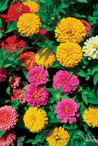 Lila Gelb Zinnie Blumensamen zur Aussaat lang Blüte Saison Traditionssorte & ohne Gentechnik Samen Hausgarten