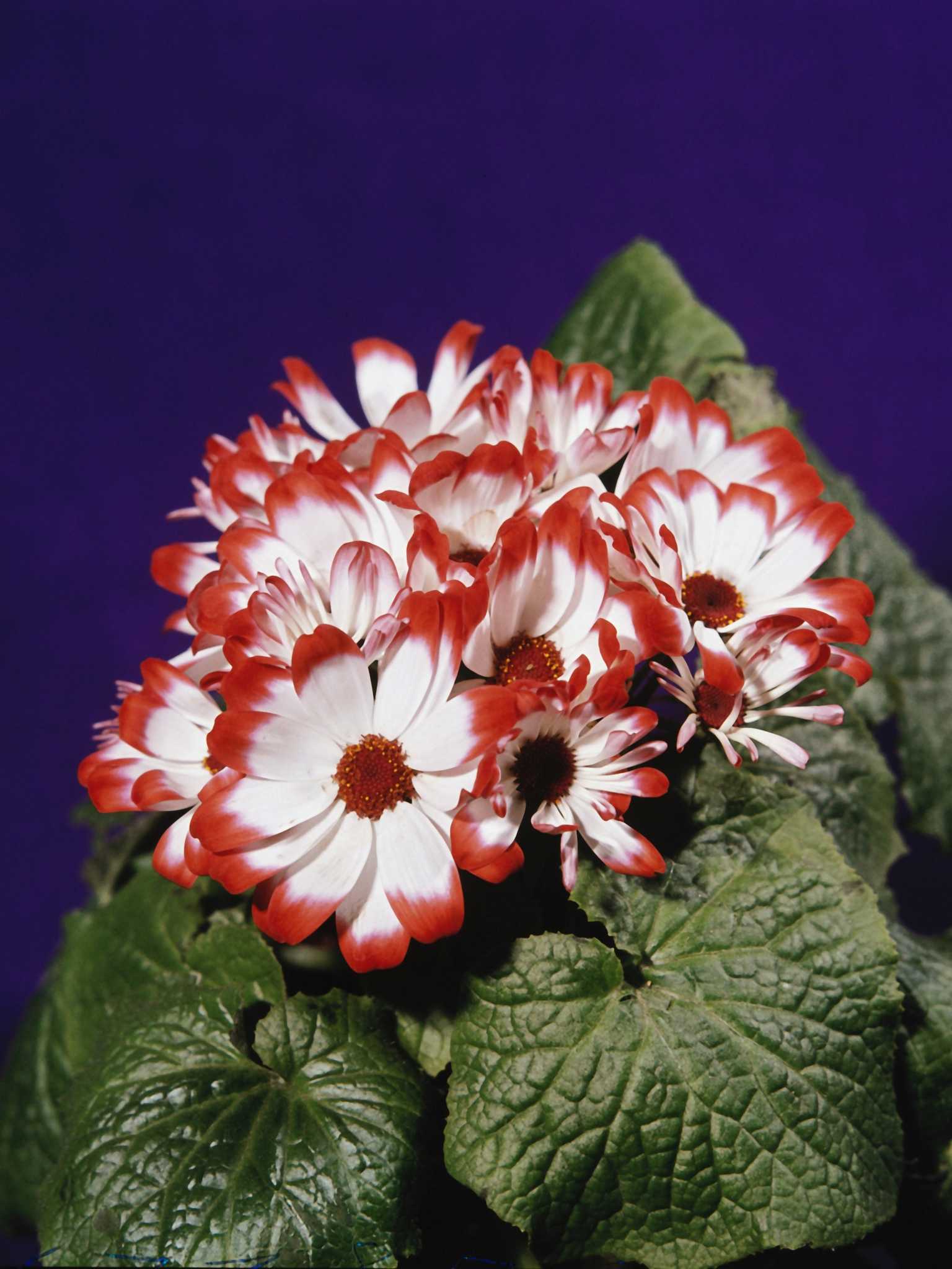Cineraria Blumensamen zur Aussaat Schnitt Blume beliebt Traditionssorte & ohne Gentechnik Samen Hausgarten