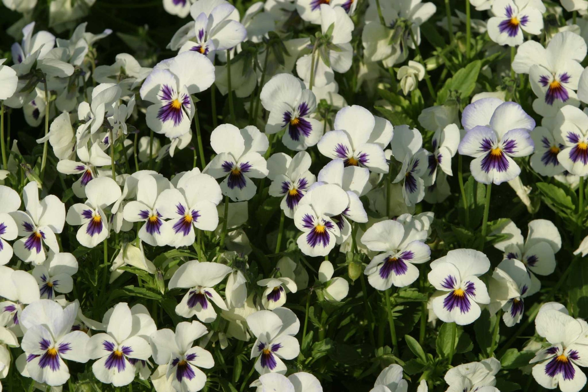 Tricolor Stiefmütterchen Blumensamen zur Aussaat – saisonal Dauerblüher – Traditionssorte & ohne Gentechnik Samen Hausgarten