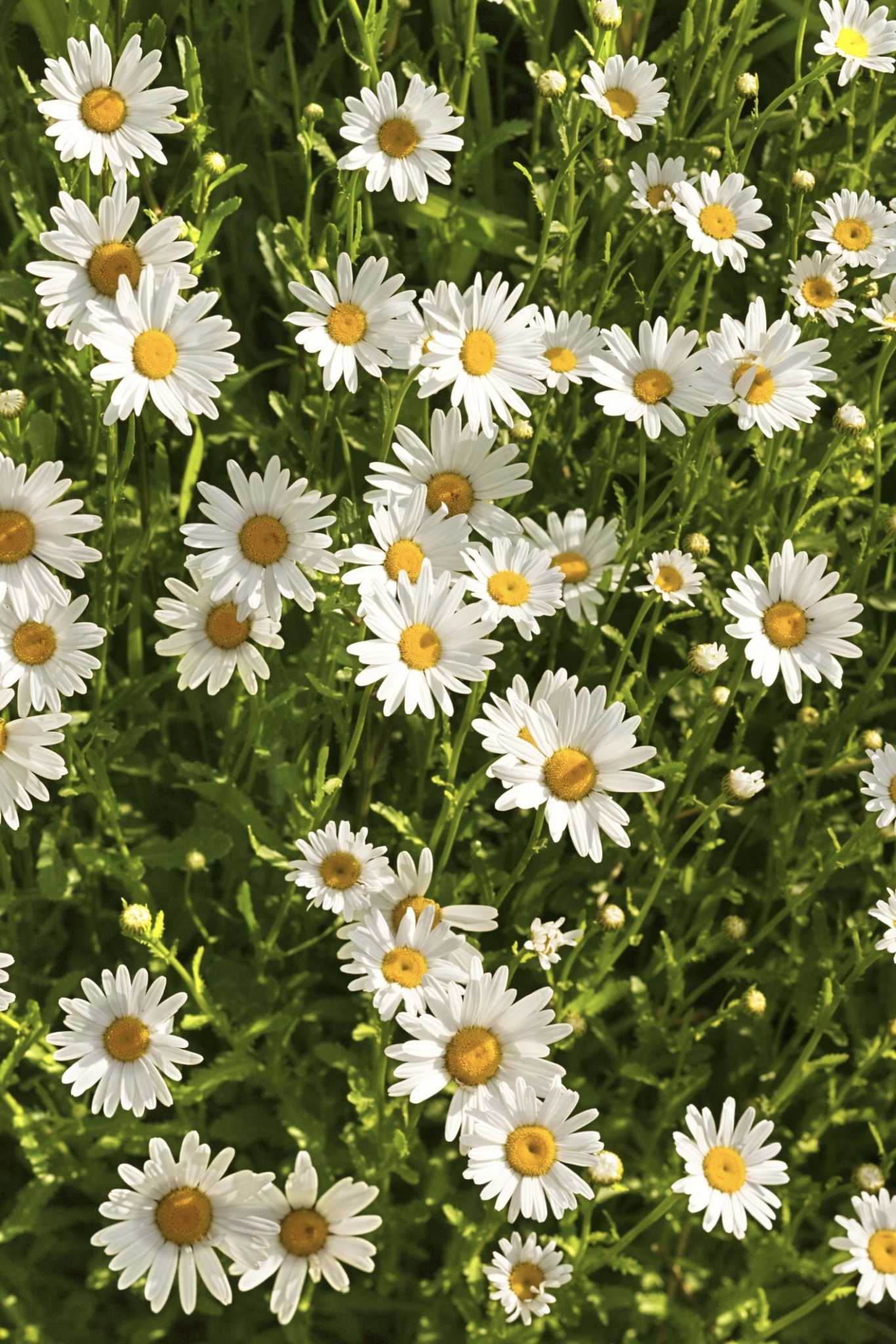 Weiß mehrjährige Blumensamen einfache Aussaat