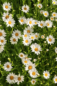 Weiß mehrjährige Blumensamen einfache Aussaat