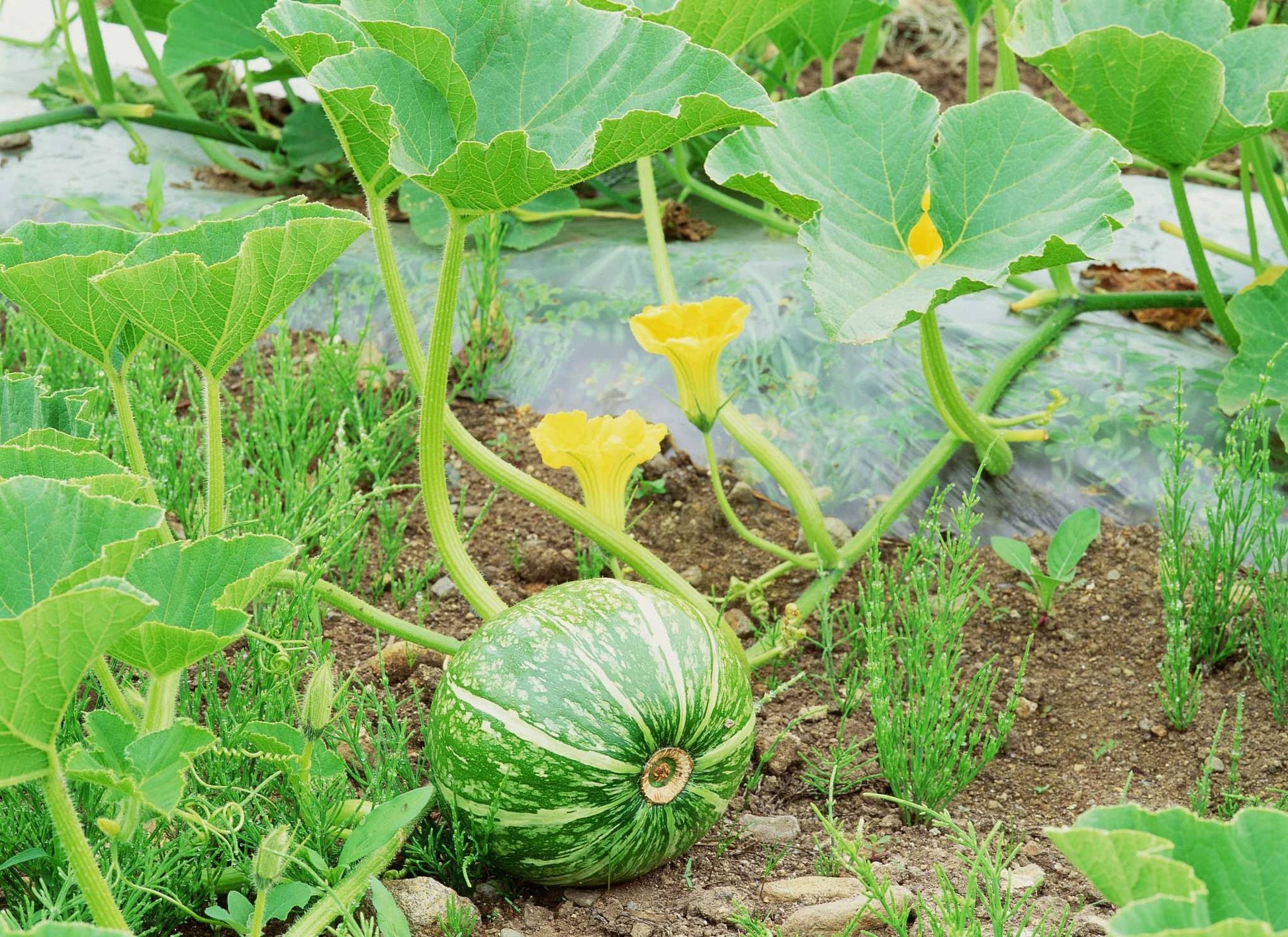 Wassermelonenreben Fruchtsamen für einfaches Anpflanzen