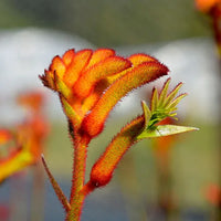 Anigozanthos Humilis Kangaroo Paw Blumensamen einfache Aussaat
