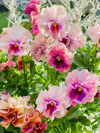 Real pansy samen for home gardening
