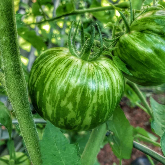 Semi di pomodoro Cebra per il giardinaggio domestico