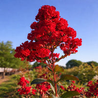 Rot Futaba Crape Blumensamen zur Aussaat Bestäuber freundlich Traditionssorte & ohne Gentechnik Samen Hausgarten