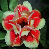 Rot adenium obesum samen for anpflanzung