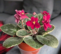African Violett Rot Blumensamen einzigartig Bodendecker – exotisch Blüten