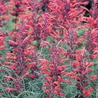 Red Agastache Heather Queen gentechnikfrei Samen for Aussaat