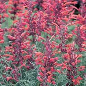 Red Agastache Heather Queen gentechnikfrei Samen for Aussaat