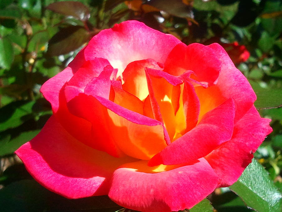 Bonsai (bonsai rose) samen for anpflanzung in home garten
