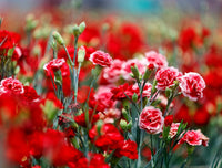 Weiß und Rot Nelke Blumensamen leuchtend Garten Schauanlagen – Samen leuchtend und farbenfroh Blüten
