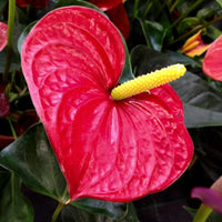 Rot anthurium linden araceae blume samen for anpflanzung