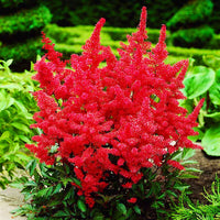 Rot astilbe blooms – feathery rot blumen in shade gardens