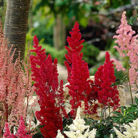 Rot astilbe border blumen for lush landscapes