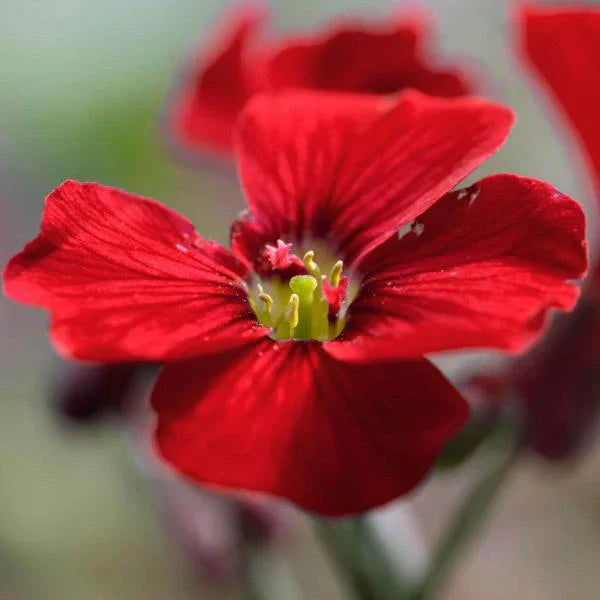 Rot aubrieta samen for anpflanzung