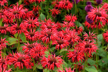 Panorama Red Bee Balm Monarda Didyma gentechnikfrei Samen for Aussaat