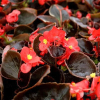 Rot Begonie Blumensamen zur Aussaat leuchtend Traditionssorte & ohne Gentechnik Samen Hausgarten
