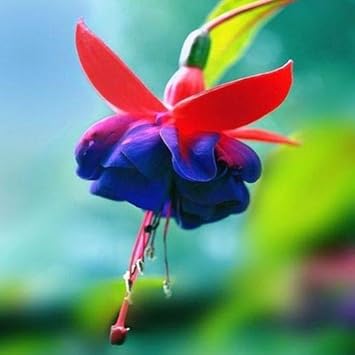 Rot blau fuchsia samen for anpflanzung