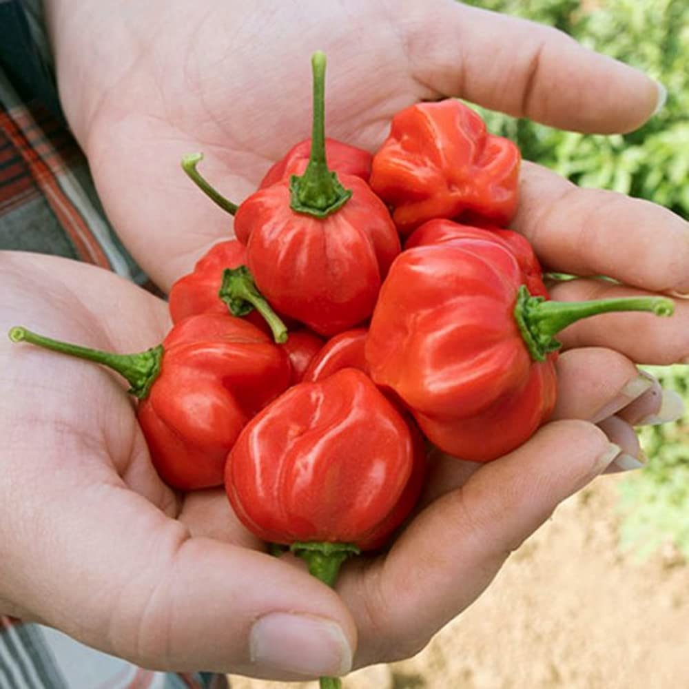 Red bonnet pepper pflanzen wachsend in a garten