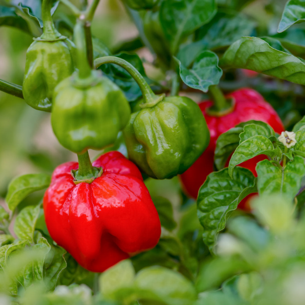 Red bonnet pepper samen für aussaat