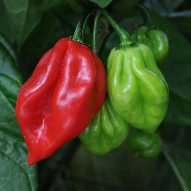 Red bonnet peppers ripening on the pflanze