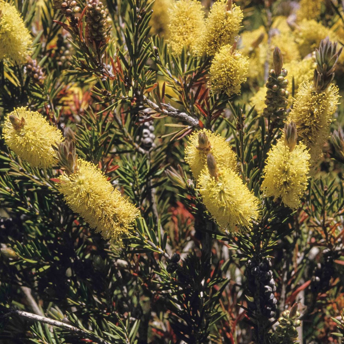 Close-up of rot bottlebrush-like blumen