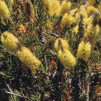 Close-up of rot bottlebrush-like blumen