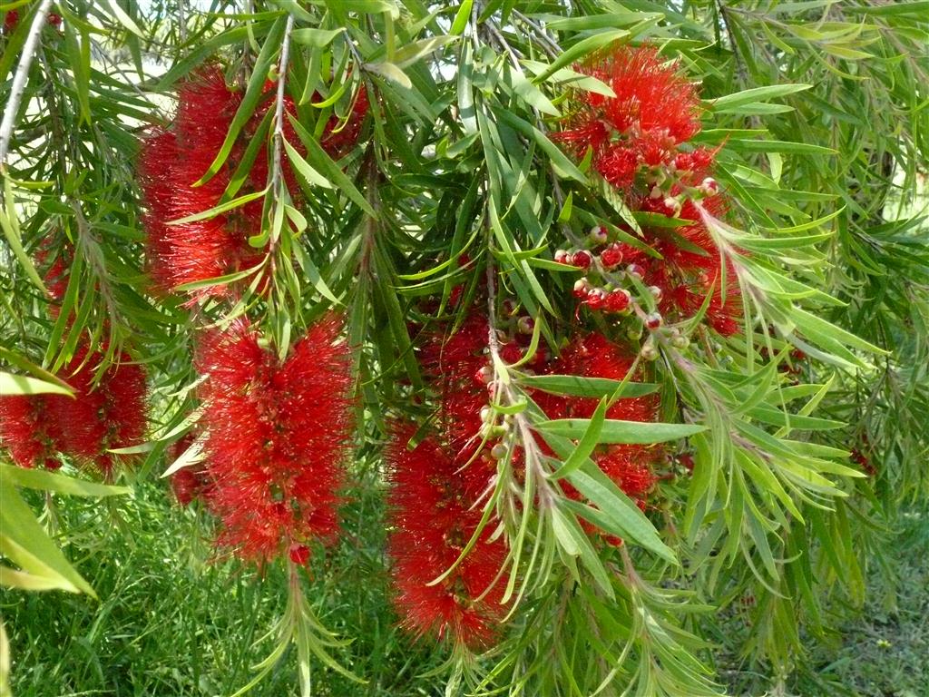 Bright rot bottlebrush blumen for ornamental gardens