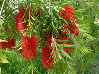 Bright rot bottlebrush blumen for ornamental gardens